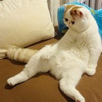 一只白白胖胖的萌猫咪 萌系小妞_动物头像_520头像网