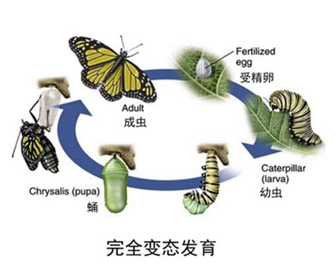 昆明动物所在蝴蝶基因组大小进化方面取得新进展----中国科学院昆明分院