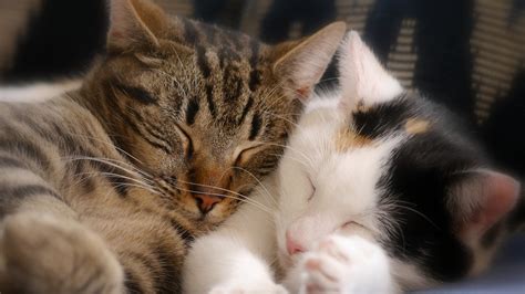小猫非要和人睡怎么办-小猫睡觉的时候一定要我陪着怎么办-酷派宠物网