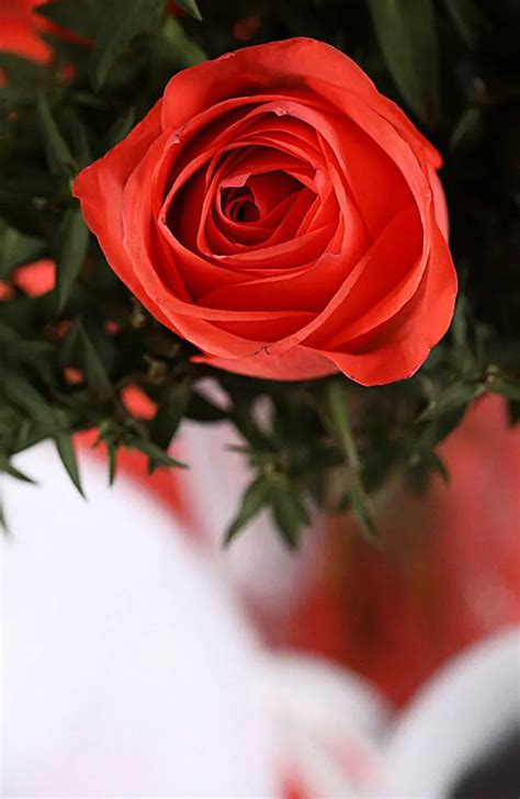 适合做头像的玫瑰花图片，一朵朵红色的玫瑰微信头像高清图片-个性头像