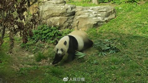 旅美大熊猫“美香”“小奇迹”等健康状况良好！饲养管理达标_南方网