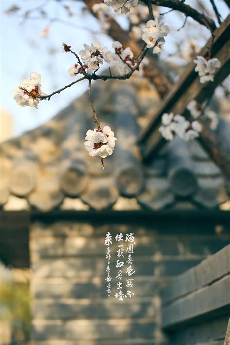 百花图图片
