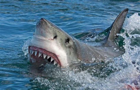 巨齿鲨真实尺寸揭秘：体长18米重48吨，鱼鳍和成人一样高|巨齿鲨_新浪新闻