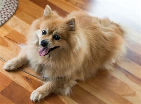 狐狸犬大全图片