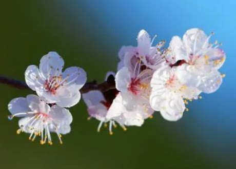 杏花闹枝头，接续春桃花的脚步，东北的春天意更浓