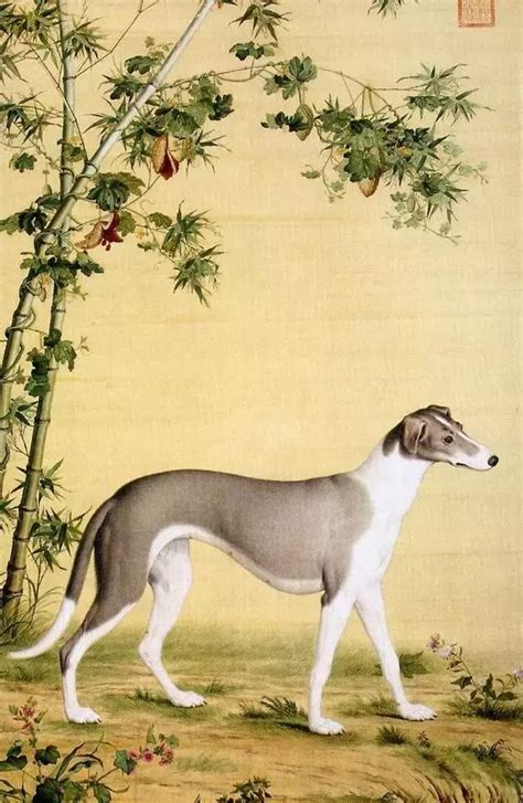 它是哮天犬的原型 中国速度最快的细犬如今却濒临灭绝 » 首页-武汉中博绿亚生物科技有限公司