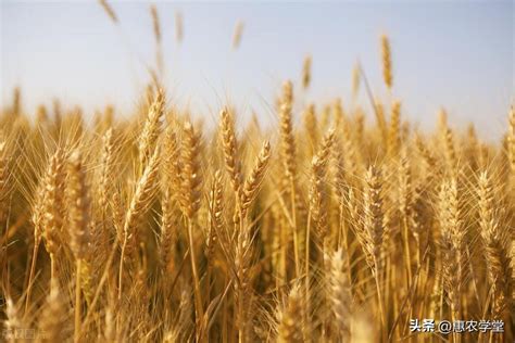 今年新小麦价格多少钱一斤 新小麦价格是多少 - 仰说网