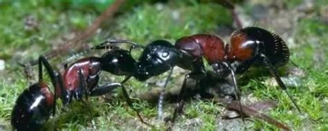 怎么灭家里的蚂蚁 - 业百科