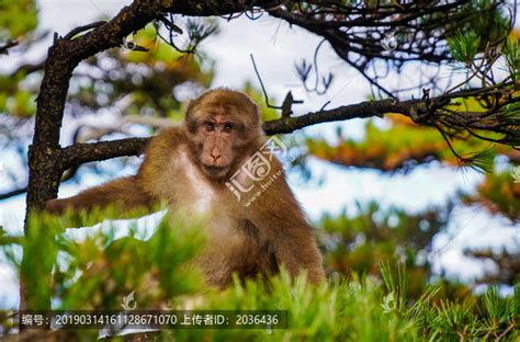 天都峰下野生黄山短尾猴现身（图）_黄山风光摄影网|黄山摄影旅游|黄山酒店预订|黄山摄影网|黄山摄影图片