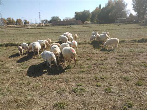 一胎六七只的山羊品种，多胎羊有哪几个品种羊|admin_人人点