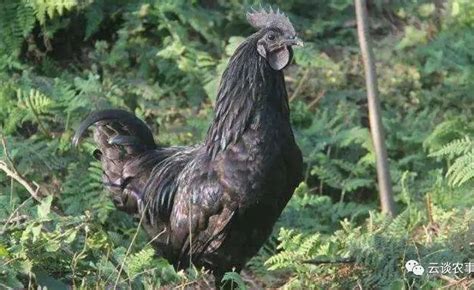 中国十大名鸡,中国最有名的鸡品种