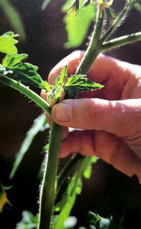 盆栽西红柿养殖方法，生长过程中需水量较大 - 农敢网