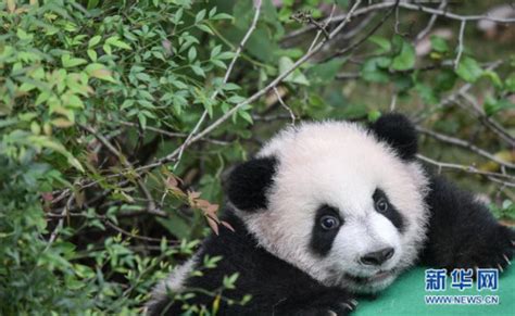 2019大熊猫最新数据发布：全球圈养大熊猫数量达600只_荔枝网新闻