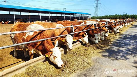 2023年伊犁·新疆褐牛产业发展大会在新疆昭苏成功召开-新疆畜牧科学院