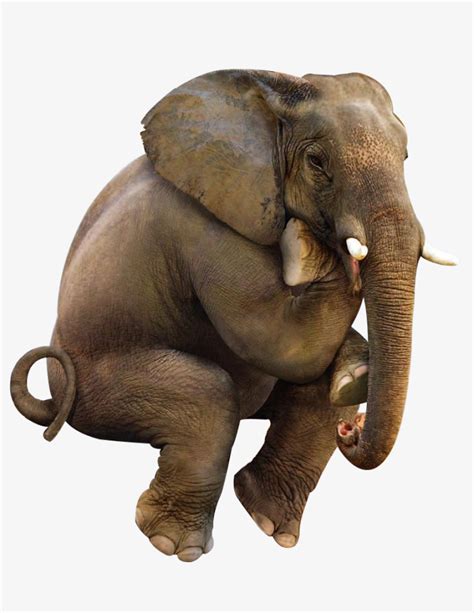 大象坐着-快图网-免费PNG图片免抠PNG高清背景素材库kuaipng.com
