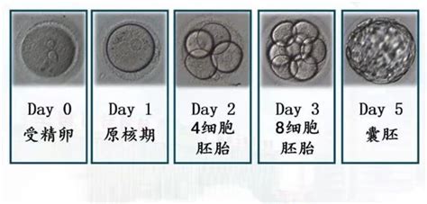 胚胎发育过程图详解