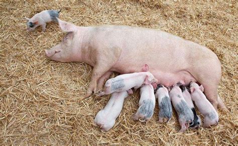 母猪产仔少的原因是什么？该如何解决-养猪课堂