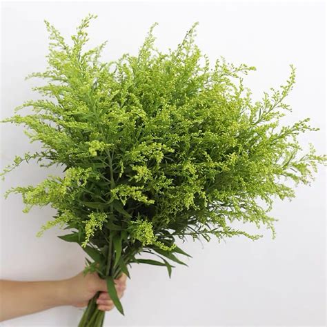 黄莺草黄莺草也叫幸福草_[标签:标题1]