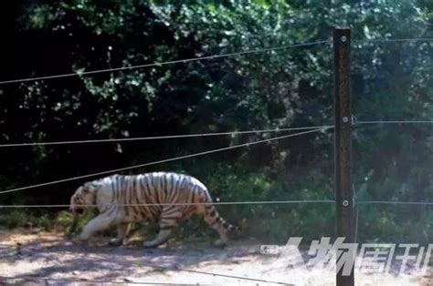 1·29宁波雅戈尔动物园老虎咬人事件 - 搜狗百科
