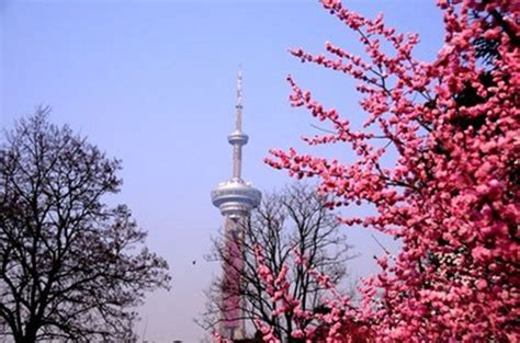 南京古林公园梅花怒放 吸引无数市民和游客踏春赏梅