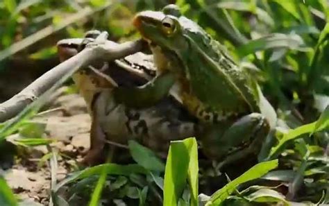 金线蛙是几级保护动物（带大家看看各地的蛙类） | 说明书网
