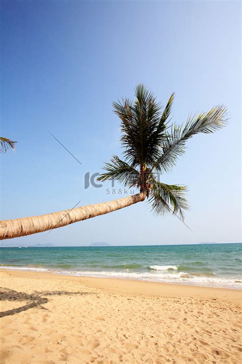 海边椰树图片_海边的美丽沙滩上的椰树素材_高清图片_摄影照片_寻图免费打包下载