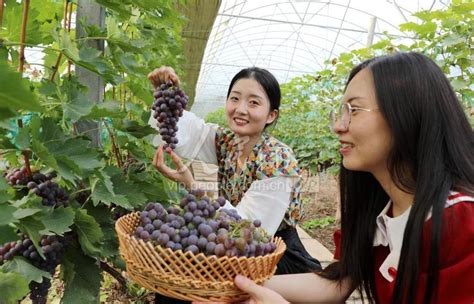 山东东营：又到葡萄成熟季-人民图片网