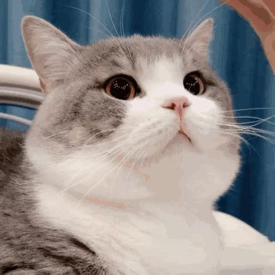 有什么特别可爱猫猫的动态图或表情包吗？ - 知乎