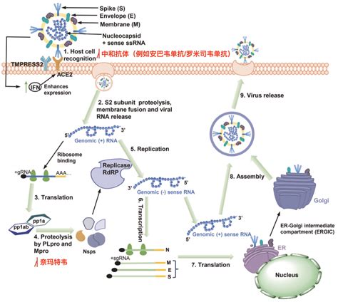 RNA编辑：肿瘤和遗传疾病治疗的新选择_生物器材网