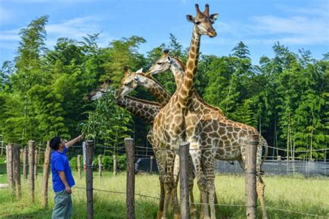 2022杭州野生动物园门票多少一张 附游玩攻略及营业时间_旅泊网