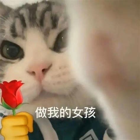 拿花小猫表情包图片可爱|撩人专用表情包猫拿着花的图片_配图网