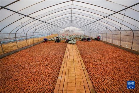 红薯育苗准备工作-【耕种帮种植网】