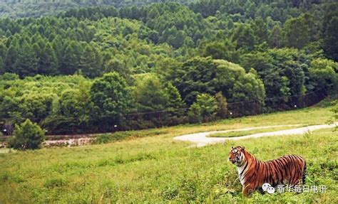 东北虎豹国家公园抢先看：与野生东北虎“偶遇”，如今已不再是新闻！_凤凰资讯