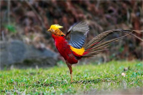 科学网—《山海经》中的古鸟类“凤凰”是锦鸡 - 王家冰的博文