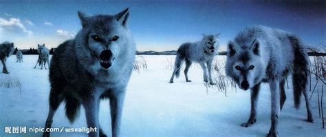 高清晰野生动物之狼群-凶残与母爱