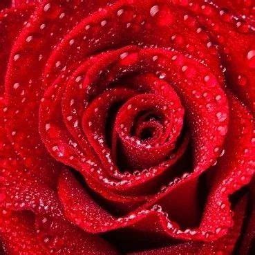 听歌︱Kiss from a Rose——玫瑰之吻|歌曲|歌词|格莱梅_新浪新闻