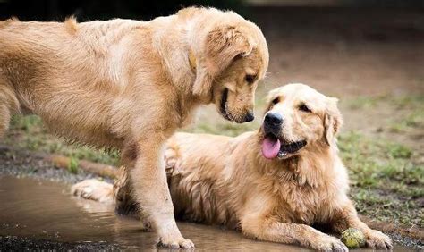 让狗听话的3个技巧 最听话的狗是什么狗种_宠物百科 - 养宠客