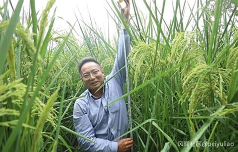 禾下可乘凉 重庆试种60亩2米高巨型稻_新浪图片
