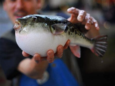 Fugu - A Japanese Fish More Poisonous Than Cyanide