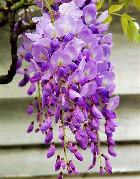紫藤萝的花语是什么?紫藤萝的寓意和象征-花卉百科-中国花木网