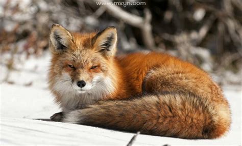 狐狸为什么不能当宠物，原来性格很重要-我的宠舍