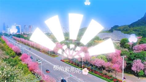 柳州紫荆花，柳州我生长的地方，一座开满紫荆花🌸的城市，我热爱柳州的每片土壤，我更热爱的就螺蛳粉_腾讯视频