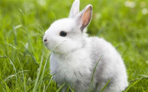 吃女生的小兔兔什么感受-吃女生的小兔兔什么感受,吃,女生,小兔,兔,什么,感受 - 早旭阅读