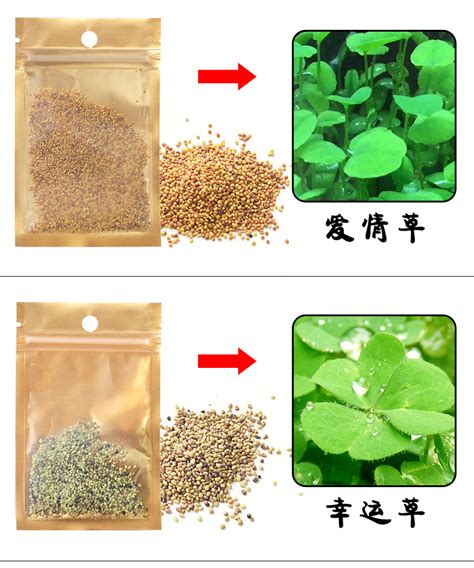 爱情草图片