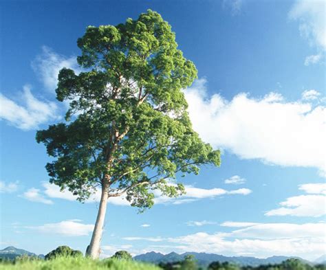 木棉树的象征意义及寓意（探索大自然中木棉树所代表的美好和力量）_花植网
