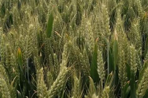 伟隆169小麦种子介绍，生育期199.6天 - 新三农
