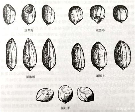 花生种子5种形状/大小规格与先豆基豆（福达和你一起识花生01）_栽培