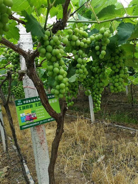 大美新疆：吐鲁番葡萄沟，葡萄树下吃葡萄……|吐鲁番葡萄沟|新疆|葡萄_新浪新闻
