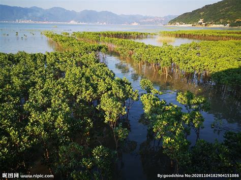 俯瞰“中国最美内海”红树林潮水中荡漾|红树林|潮水|钦州市_新浪新闻