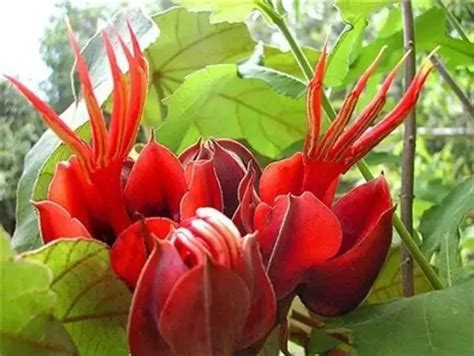 世界上最神秘的十种花，见过一种算你厉害！_巴拉排行榜